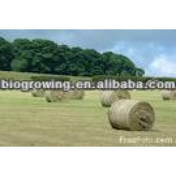 Lactobacillus buchneri - for silage